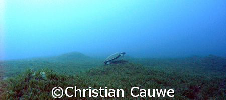 walking..under..the see
dahab, lighthouse by Christian Cauwe 